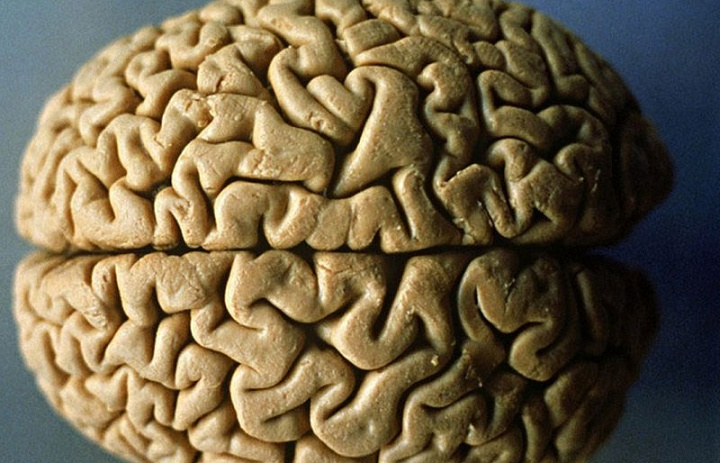 Размер мозга влияет на возникновение рака